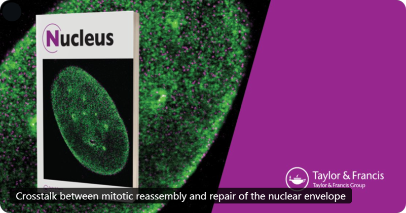 Cover image for Nucleus